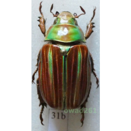Chrysina adelaidae (Nonfried, 1891) form red 25mm Mexico31b